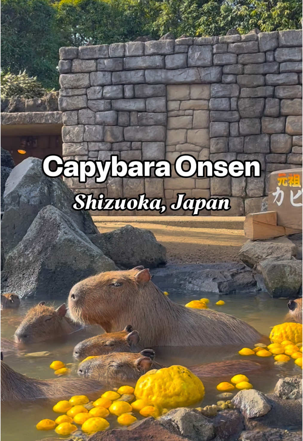 Capybara Onsen time 🥰♨️ . . The iconic Capybara Outdoor Bath at Izu Shaboten Zoo in Shizuoka is open until April! ❤️  [Bath schedule] Dates: - Now until Apr. 6, 2025 - Special Yuzu Bath: Dec. 21, 2024–Jan. 5, 2025 Times: - Weekdays: 13:30–14:30 - Weekends, holidays & special periods (until Jan. 5, 2025, and Mar. 20–Apr. 6, 2025): > First Bath: 10:30–11:30 	> Second Bath: 13:30–14:30 ‼️Check izushaboten.com for details or updates! 💕 . . #capybara #capybaraonsen #izushabotenzoo #japantravel #shizuokatravel #izu #izujapan 
