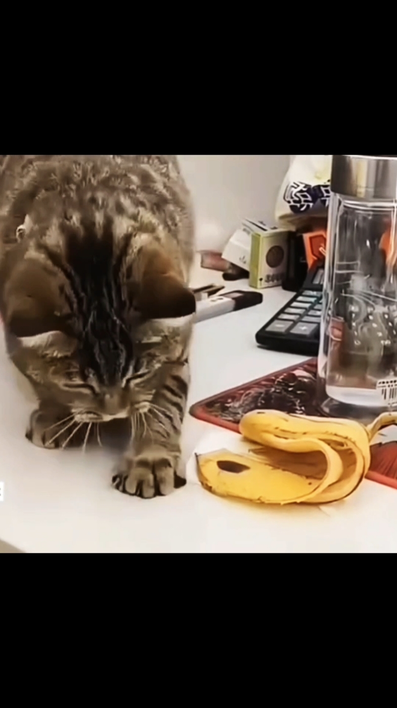 #cat #cats #catlover #catreaction #ultrainstinct #catreflexes 