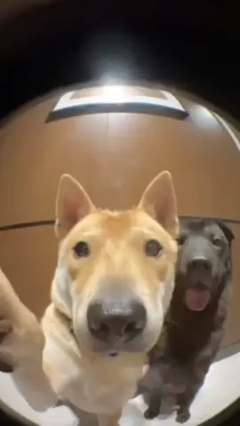 Đi chơi khuya cho cố vô 😤 ##thanhlongtieng##fypviralシ##petfunny