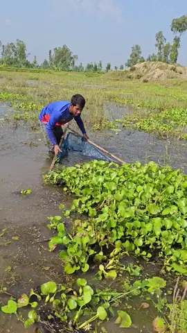 #fyp #satisfying #harvest #fishing #fyp#fishtrapping #fishhunting#life#fishingvideo#funny#bigfish#unique_fishing #fish_hunting🐟🐟🐟 #fishing_videos_🐠🐟🖤 
