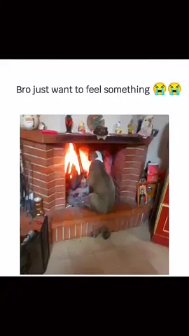 Funny and cute dogs compilation 🤣... #funnydog #funnypet #cutedog #dogsoftiktok #dog 