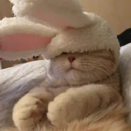любимый ксб мюзик 🥰🥰🥰 #котики #песня #ksbmuzic #KSB 