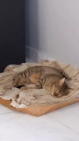 micha está molesto #migato #gatos #michis 