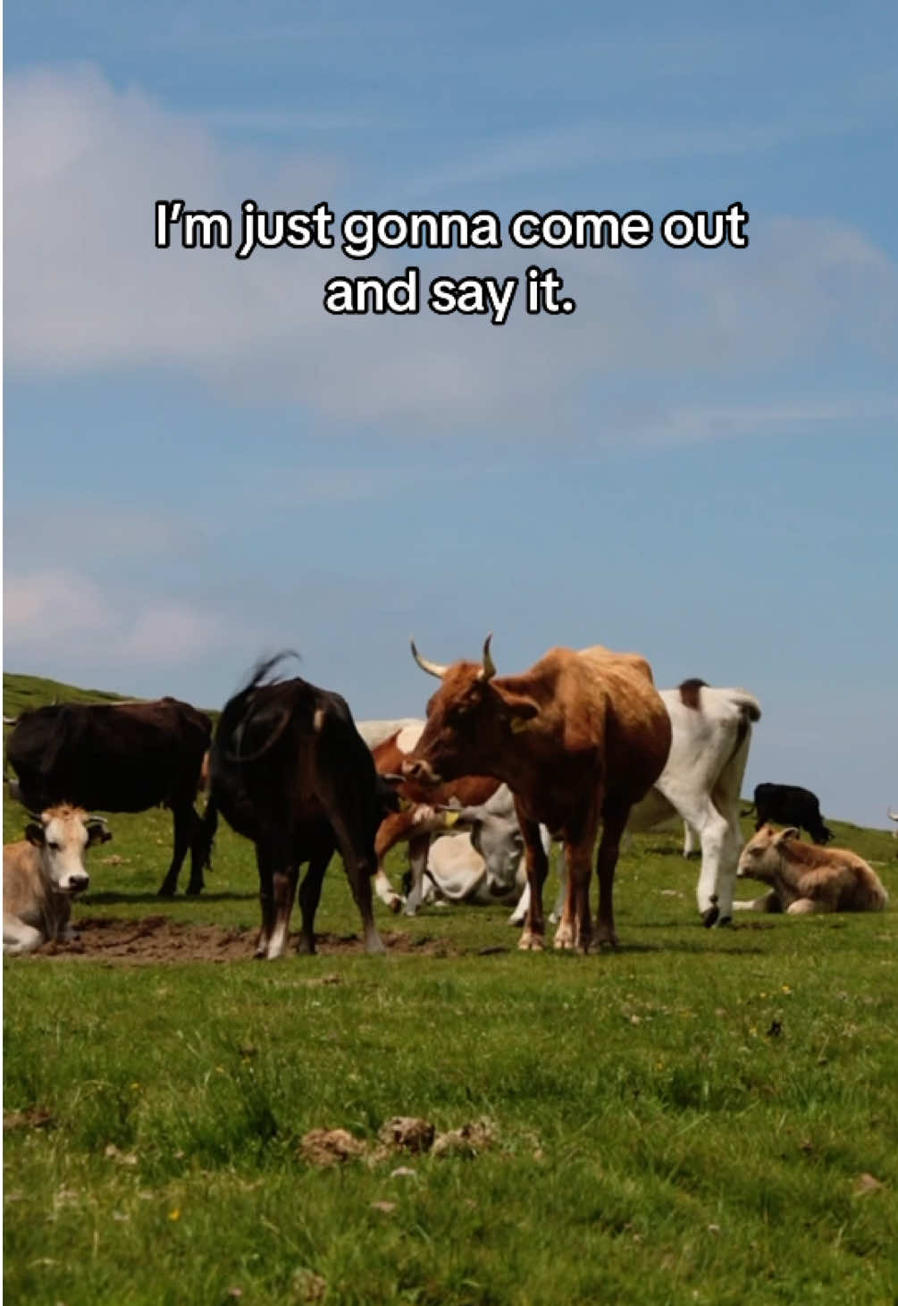 AND if you don’t stop the conversation to point and say “cow,” that’s a red flag. 🚩#roadtrippin 