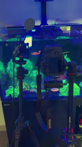 Blastooooooo #PoweredByRedSea #GrowingWithRedSea #reef #reeftherapy #saltwateraquarium #corals #cannon #reefmacro #ReefLife 