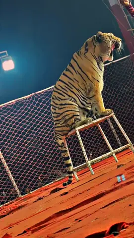 lucky Irani circus in sdk😊#foryourpage❤️❤️❤️foryou💞💞💜 #fypシ #viral_video #trending?songs🔥fyp📣foryouppppppppppppppppppppppp #😎🔥😈🤟🤟🤟🤟🤟😎🔥💫 