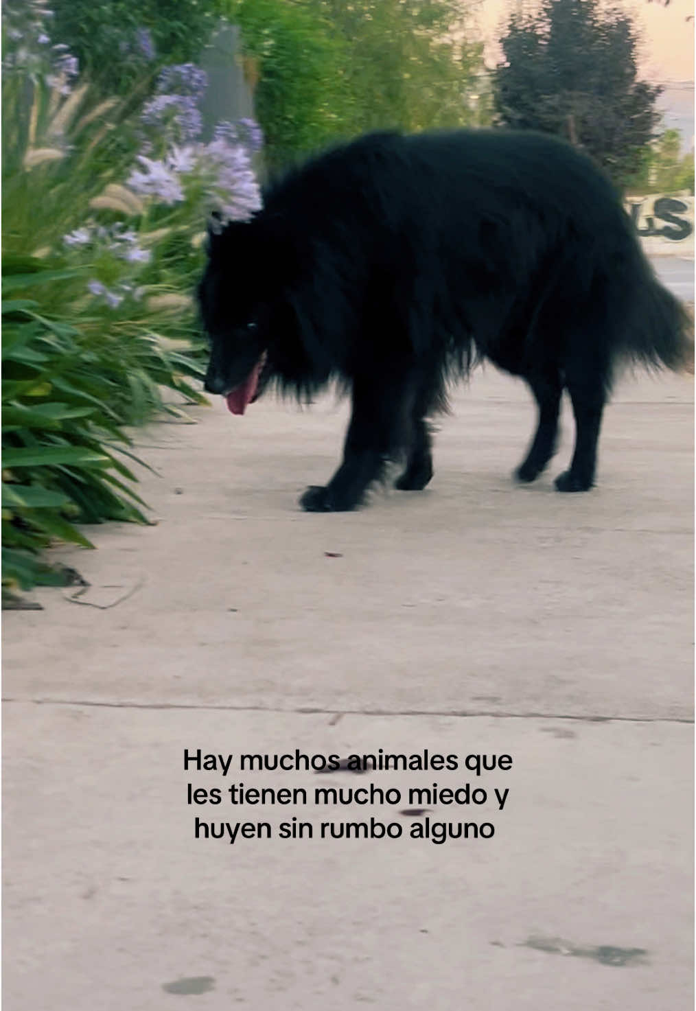 Drako #añonuevo #feliz2025🎆🚩❣❣ 