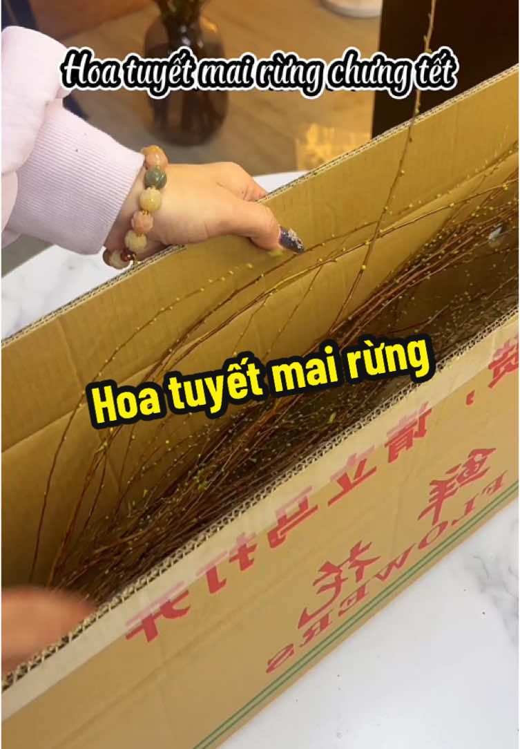 Hoa tuyết mai rừng siêu nụ chưng tết #review #hoatuyetmai #tet2025♥ #ngocreview 