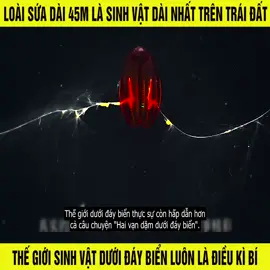 Thế giới động vật. Khám phá dưới đáy đại dương và loài sứa bí ẩn #xuhuong 