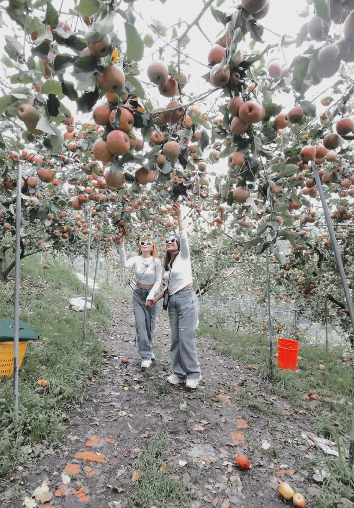 các tỉ tỉ lạc vào vườn táo #nguoivietnamtaidailoan🇻🇳🇹🇼 #nguoivietnamtaidailoan #taiwan🇹🇼 #xuhuongtiktok 