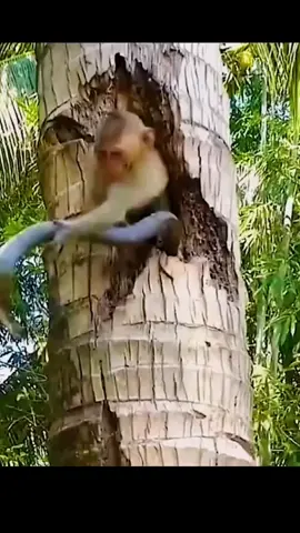 #wildlife #worldanimals #animalworld #wildlife #animalslife #wildanimals #lion #tiger #crocodile #monkey #giraffe #elephant #buffalo #leopard #thếgiớiđộngvật #độngvật #fyp #fypシ #respect #responder #reelvideo #instagram #fb 