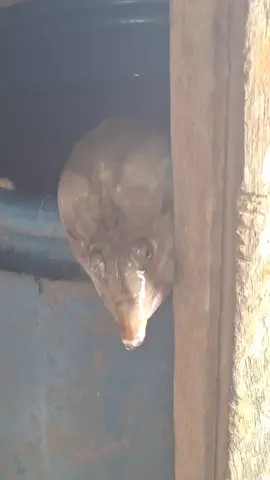 Tolongggg #labilabi  #masukberandafyp 