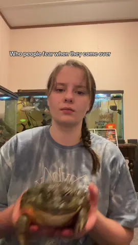 Fear not the size but the attitude #kronk #yzma #pacmanfrog #africanbullfrog #bullfrog #pixiefrog #frog #amphibian #fyp #frog #froggy #froggang 