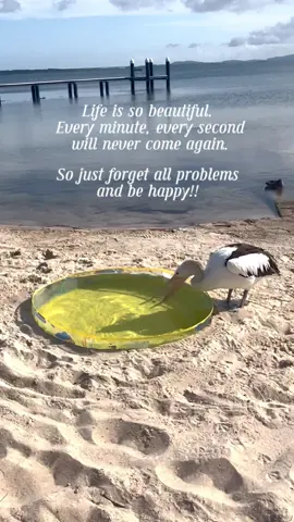 Drink up, beautiful bird 💜#lifeonthelake #lakelife #birdsoftiktok #cutebirds #birds #lake #funnybirdsoftiktok #Love #pelicans #friends #pelican #wildlife #summervibes #water 