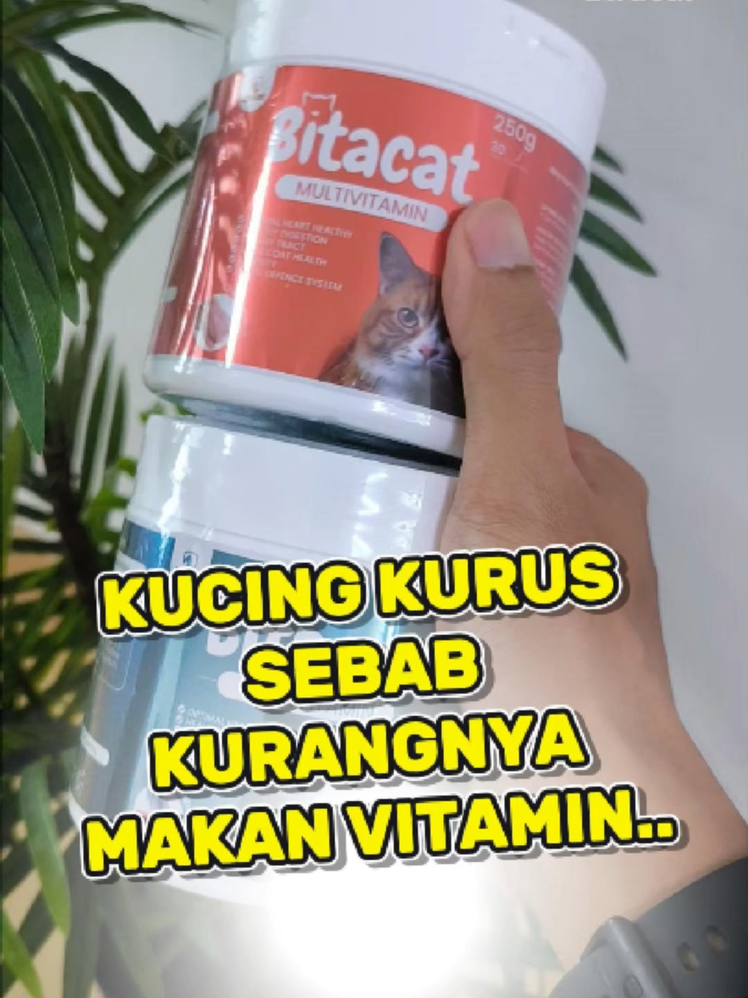 Si bulus korang nampak makin kurus? Kadang-kadang bukan sebab dia tak makan, tapi kurang vitamin je. Jom kita sembang macam mana nak cukupkan nutrisi untuk si bulus 😻🔥 #bitacat #catsoftiktok #kucingsehat #kucingtiktok #fyp
