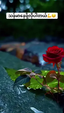 အရာရာတိုင်းမှာတော့ဘယ်သူမှမတော်နိုင်ပါဘူး💪လဲကျတိုင်းပြန်ထရမှာပဲ💪💪#စိတ်ခွန်အား #တရားတော်များ🙏🙏🙏 #crdsong #crdပေးပါတယ် #fyp #foryourpage 