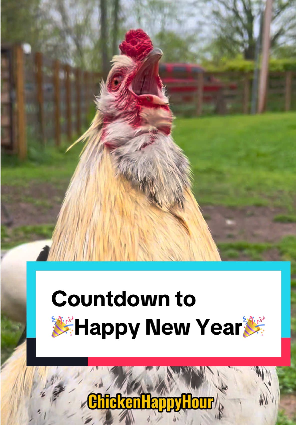 Countdown to #happynewyear 🎉 #newyear #2025 #chickens #funnyanimals #memestiktok #rooster #chickenhappyhour    