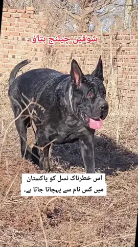 please don't under review and growth my account #albaidog #bullydog #bigdogs #dangerousdog #dogloversoftiktok #viralvideo #trading #foryou #please #growmyaccount #formen 