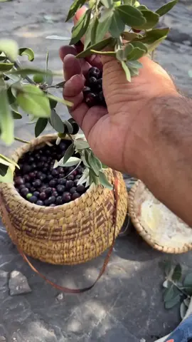 #your_coffee و ثمرة البوت🫐☕️ شجرة البوت، شجرة معمّرة تنبت بأعلى قمم الجبال، ولا يلزمها رعاية، وتعتمد على مياه المطر فقط،وتتميز ثمارها بطعمٍ لذيذ يشبه إلى حد بعيد طعم التوت البري، وتنتشر هذه الشجرة في جبال الرستاق وجبل شمس والجبل الأخضر وسط سلطنة عمان