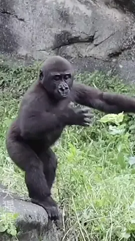 Nhõi #khoanhkhacdangyeu #dethuong #petcute #cute #dangyeu 