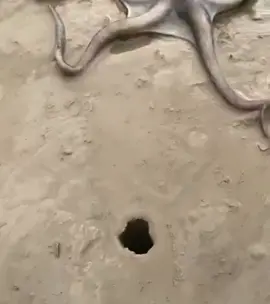 The way this octopus squeezes through a tiny hole