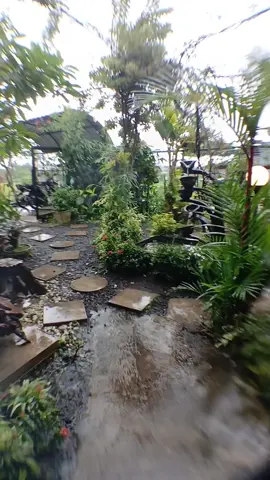 rekomendasi shampoo anabul tanpa bilas pakai air, remov dry shampoo #remov #dryshampoo #anabul #pets #kucinggemoy 