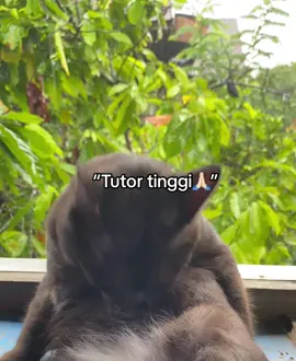 #fypシ #xyzabc #galaubrutal 