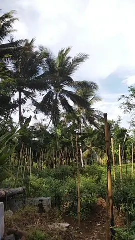 angker cenahh #lewatberanda #bismillahh #viral #fyppppppppppppppppppppppp #komedisunda #dramangakak #drama #viraltiktok 