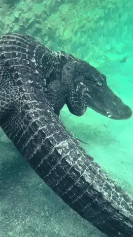 Buaya adalah reptil besar yang termasuk dalam keluarga Crocodylidae. Mereka dikenal sebagai salah satu predator air tawar yang paling ganas dan telah ada di bumi selama lebih dari 200 juta tahun, menjadikannya salah satu makhluk tertua yang masih hidup hingga kini. Ciri-Ciri Buaya: Fisik: Tubuh besar dengan kulit tebal bersisik. Rahang kuat yang dipenuhi gigi tajam. Mata, hidung, dan telinga berada di bagian atas kepala, memungkinkan mereka tetap mengintai sambil sebagian besar tubuhnya berada di bawah air. Habitat: Buaya hidup di berbagai habitat air tawar seperti sungai, rawa, dan danau. Beberapa spesies juga dapat ditemukan di lingkungan air payau. Pola Makan: Mereka adalah karnivora yang memakan ikan, mamalia, burung, dan reptil lainnya. Buaya biasanya berburu dengan menyergap mangsa secara tiba-tiba. Reproduksi: Buaya bertelur, dengan jumlah telur bervariasi tergantung spesies. Telur biasanya disimpan di sarang yang terbuat dari lumpur atau pasir. Perilaku: Buaya dikenal sebagai hewan yang cerdas, dengan kemampuan mengingat lokasi berburu yang baik. Mereka juga menunjukkan perilaku sosial tertentu, seperti menjaga anak-anak mereka. Jenis-Jenis Buaya: Beberapa spesies buaya yang terkenal adalah: Buaya Muara (Crocodylus porosus): Spesies terbesar, ditemukan di Asia Tenggara dan Australia. Buaya Nil (Crocodylus niloticus): Umum di Afrika. Buaya Amerika (Crocodylus acutus): Hidup di wilayah Amerika Tengah dan Selatan. Peran dalam Ekosistem: Buaya adalah predator puncak yang membantu menjaga keseimbangan ekosistem dengan mengontrol populasi mangsa. Selain itu, keberadaan mereka menunjukkan kualitas habitat yang sehat. Ancaman dan Konservasi: Beberapa spesies buaya terancam punah akibat perburuan liar untuk kulitnya dan hilangnya habitat. Upaya konservasi melibatkan perlindungan habitat, pengawasan perburuan, dan program penangkaran. #animals #hewan #buaya 