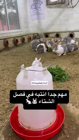 #مزرعة_التميز🕊️🐇 #ماشاءالله #❤️💛 