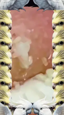 #cravos #granos #pimple #fyp #squeezeyuk #removal #relaxing #satisfy #blackhead #espinhas