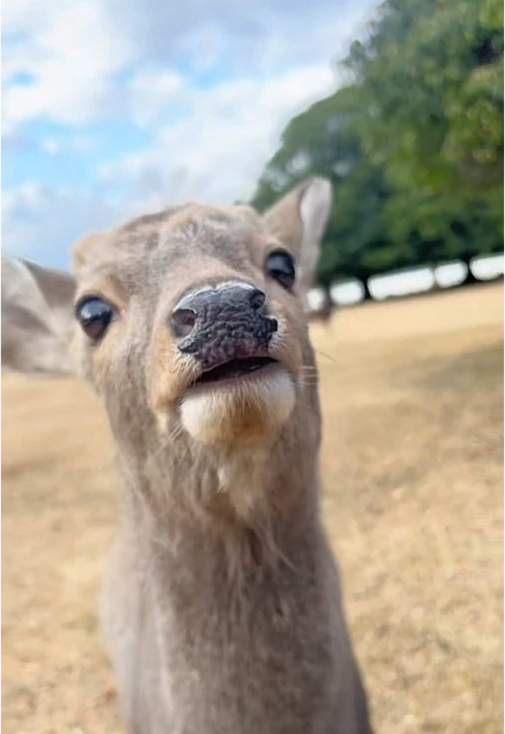 #奈良の鹿 #deer #鹿達の日常 
