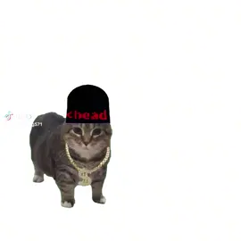 Central CEE Cat #funny #viral #fyp #uiacat #centralcee #uia #cat 