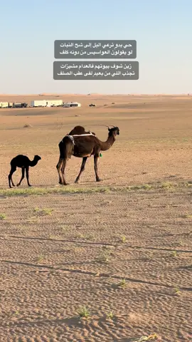 #اكسبلور #الرمله #العزبه #📸 