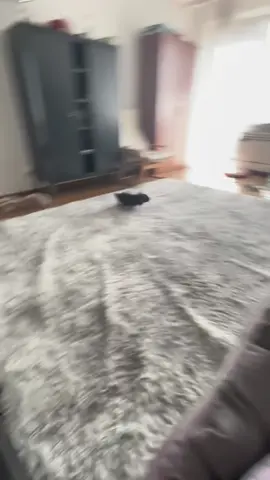 Rabbits are really lively.#rabbit #cute #funnyvideo #cutebaby 