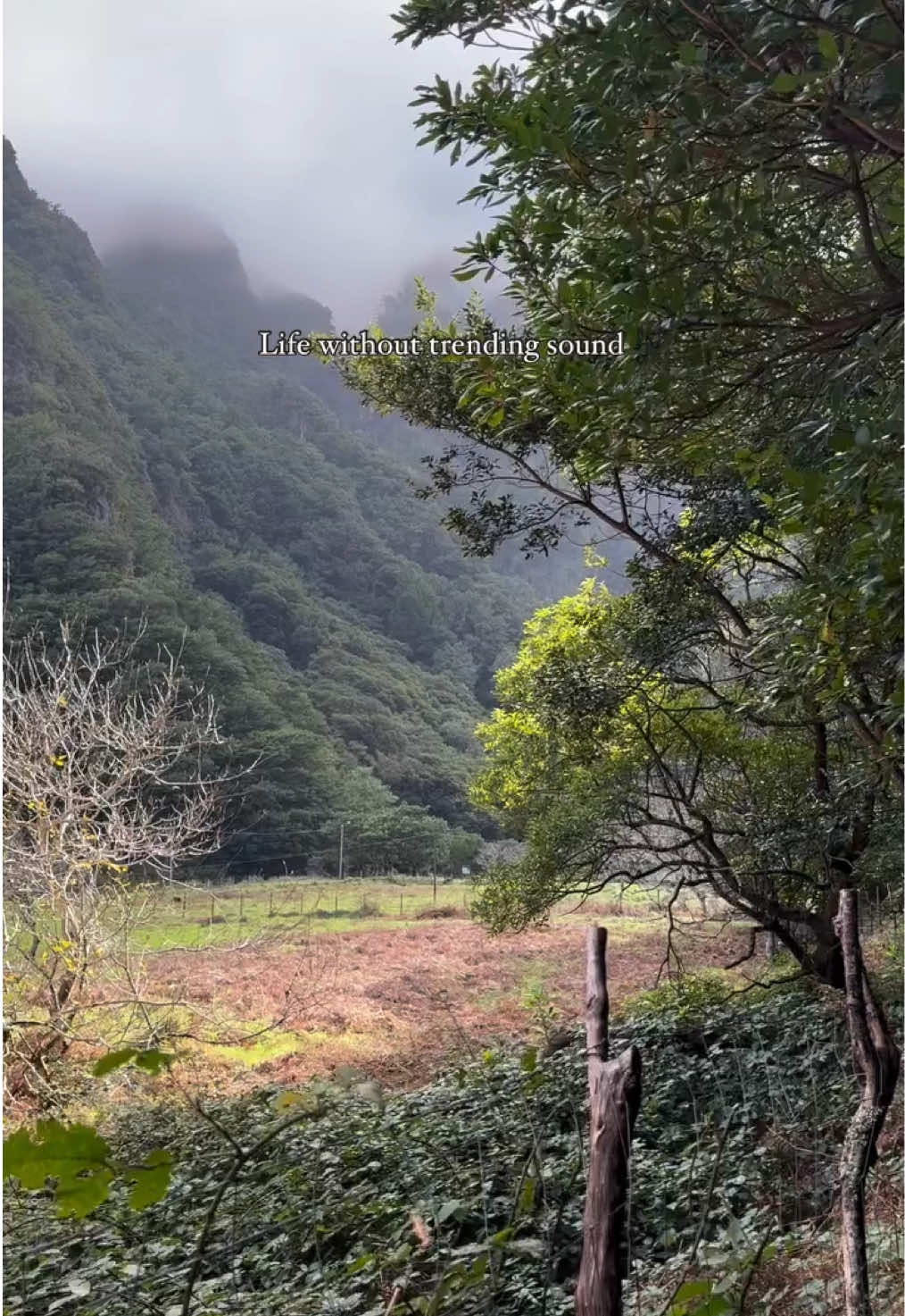 Starting the New Year with the purest symphony—just the sounds of untouched nature. 🌿✨ No trendy music, no distractions—only the rustling of trees, the soothing flow of waterfalls, and the gentle whispers of the forest. 🌲💧 Sometimes, nature’s soundtrack is all you need to reset and recharge. Happy New Year 🥳 🌍 #NewYearVibes #PureNature #UntouchedBeauty #WaterfallHike #ForestWalks #withoutmusic #ExploreMadeira #SlowTravel #Madeira #VisitMadeira #Peacefulwalk 