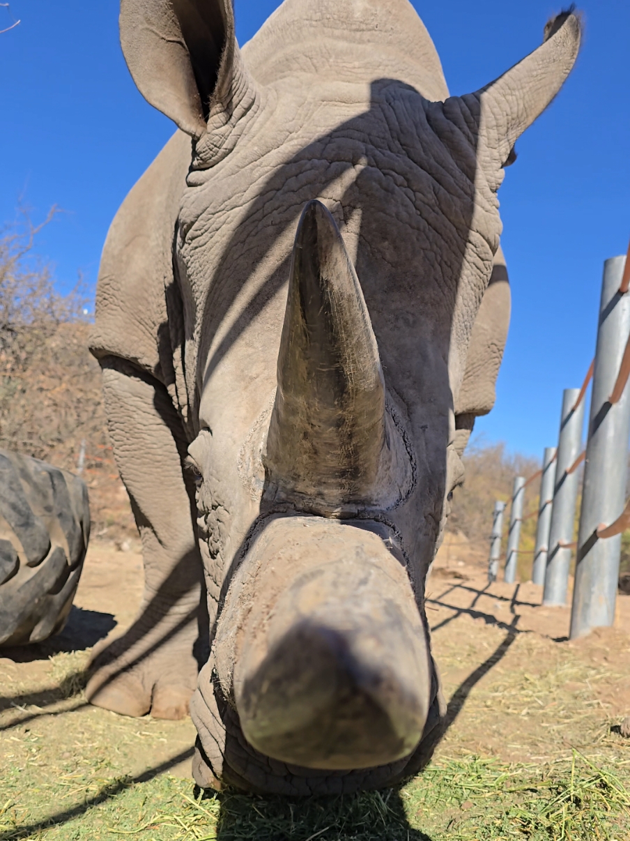 #animalseating #animals #nomnom #asmr #muckbang #fyp #outofafricapark #rhino 