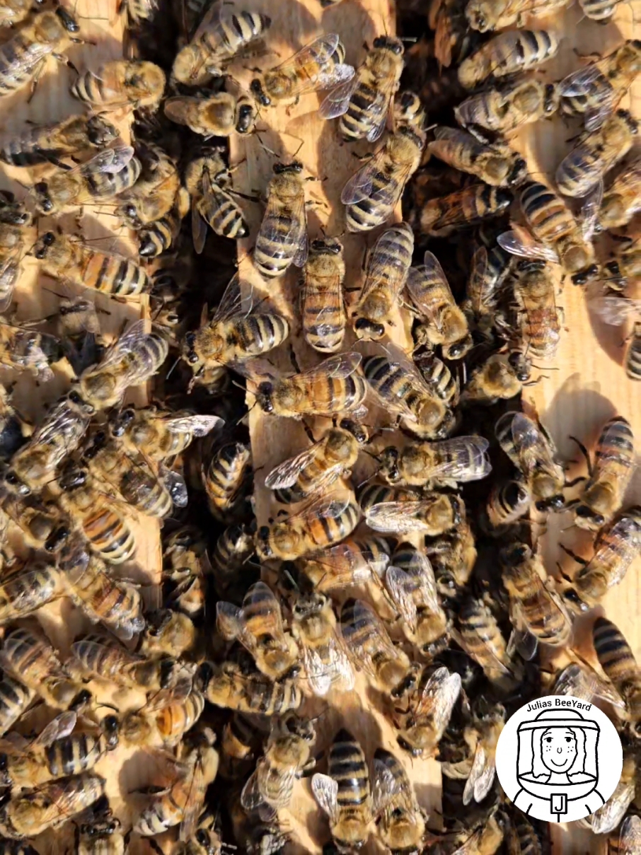 Close-up footage of honey bees on the top bars of their brood frames. 🐝🐝🐝 Offering a glimpse into their meticulous efforts to sustain the colony. 🐝💛📸   #bees #beekeeper #beekeeping #beekeepers #honeybee #honeybees #apiary #fy #fyp #foryou #fypage #foryoupage #fouryoupage_tiktok_ #viral #youtube #viralvideo #viraltiktok #nuc #apismellifera #api  #nucleuscolony #ableger #bee #savethebees #honey #garden #beeyard #forest #Sustainability #sustainablebeekeeping #flower #Summer #Love #nature #naturephotography #ableger #farming #farmlife #germany #usa #farm #organic #bienen  #bienenvolk  #imker #imkerei #natur #biene #sommer #apicultura #apicultor #apiculture #apiculteur #apicoltura #養蜂 #양봉 #bijenteelt #pszczelarstwo #apicultură #пчеловодство #biodling #arıcılık #бджільництво #养蜂 #abeja #abejas #abelha #abelhas  #бджола #arı #arıza #ผึ้ง #ผึ้งน้อย #пчелиный #пчела #пчелабригада #albină #pszczoła #زنبور #꿀벌 #ミツバチ #蜂 #蜂楽廻 #méh #मधुमक्खी #דבורה #μέλισσα #abeille #abeilles #včela #蜜蜂 #včelařství #نحل #včely #نحالين  #养蜂人 #養蜂家 #пчеловод #пчеловодство #arıcı #пасічник #сонечко #عسل #عسل_طبيعي #亲爱的 #honing #bi #miel #mel #μέλι #शहद #édesem #miele #蜂蜜 #꿀 #꿀팁 #꿀잼 #kochanie #мед #медицина #med #honung #น้ําผึ้ง #tatlım #сонечко #природа #طبيعة #nature #natureza #自然 #naturaleza #doğa #wild #wildlife #farmlife #germany #masonjar #honeycomb #beeswax #wax #combhoney #summertime #пасекаприморье #пасека #мёд #мёднатуральный #мёдцветочный #купитьмед #пчелы #медовыйродник #vcelarstvo #vcelimed #mielmedicinal #meliponicultura #medicinal #organica #beehive #beehouse #beelover #beelove #passion #breakfast #nectar #pollen #fleur #usa #canada #america #asia #china #germany #spain #portugal #portugal #italy #sweden #norway #denmark #france #us #uk #ukrain #greatbritain #russia #russian #russiangirl #russiangirl #ukraine #ukraine #australia #newzealand #aussie #japan #russiantiktok #americanlife #amricandream  #usa_tiktok #candy #motivation #trap #rap #pollen #broodframe #asmr #asmrsounds #anxiety #anxietyrelief #depressionanxiety #depression #sound #calming #calmingsounds #queenbee #masonjar #varroa #varroamite #varroamilbe #varroadestructor #calm #relax #relaxing #apitherapy #apiterapia #apiterapie #asmrvideo #asmrtiktoks #women #womenpower #womenfarmers #womenfarm #womenfarming #womanpower #womanempowerment #womanbeekeeping #womanbeekeeper #womensupportingwomen #girl #girlpower #girlbeekeeper #girlbeekeeping #girlfarm #girlfarming #queenbee #farmlife #farmer #farmers #homestead #homesteading #naturelovers #naturesounds #asmrbee #asmrbuzzing #buzz #buzzing #buzzingbees #buzzingbee 
