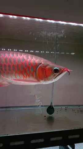 arwana super red dragon 50cm #fyp #superredarowana #arwanasuperred 