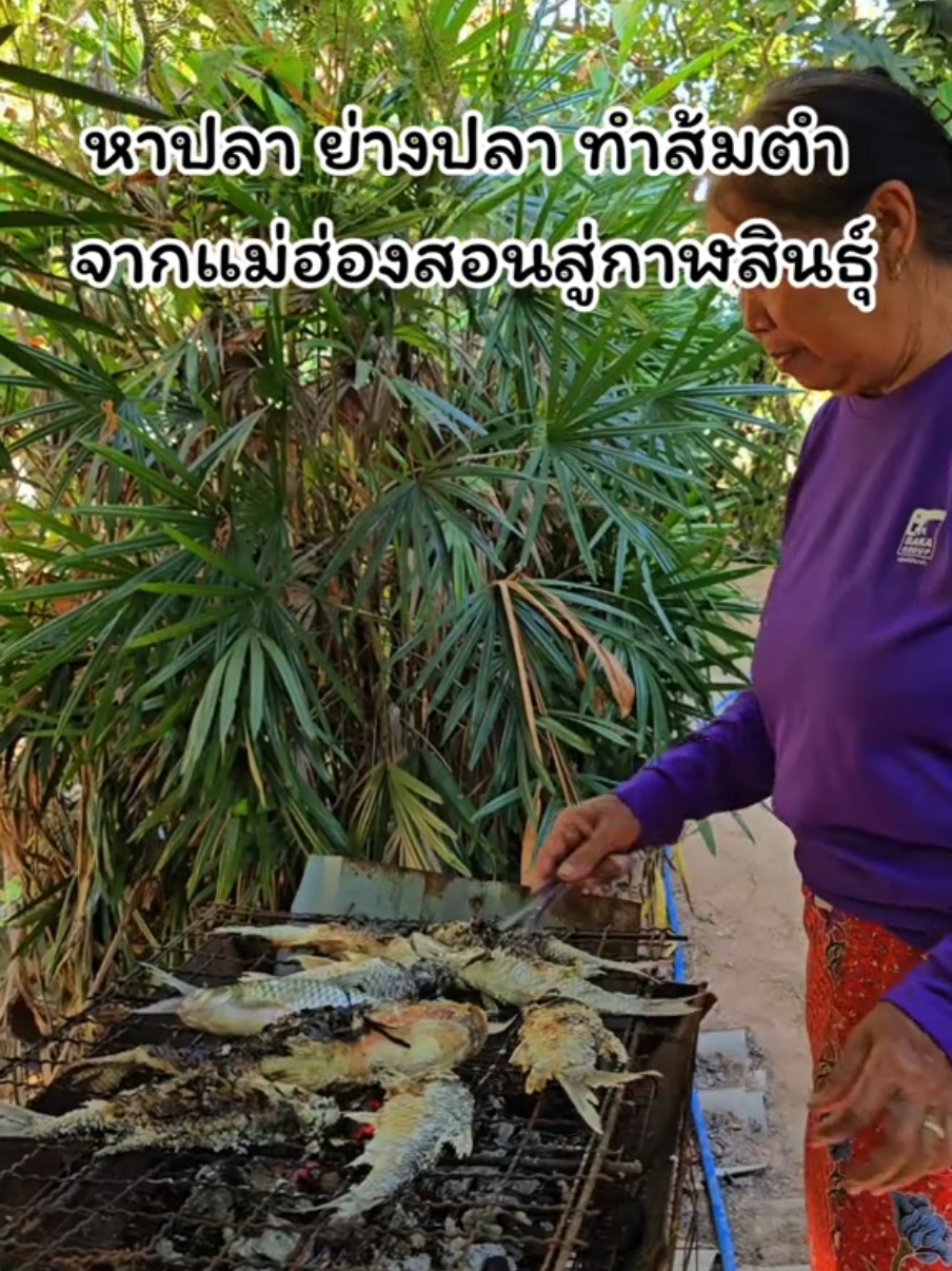 หาปลา ย่างปลา ทำส้มตำ  จากแม่ฮ่องสอนสู่กาฬสินธุ์ EP.3😊  #เที่ยว #เที่ยวไทย #กาฬสินธุ์ #แอ๊วมาแล้วค่ะ😁 #เทรนด์วันนี้ #ถั่วลายเสือแม่ฮ่องสอน #ถั่วลายเสือบ้านน้ําบ่อสะเป่ #สวนผักบ้านน้องชิน 