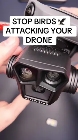 Stop Birds Attacking Your Drone!! #dronetips #drone #djitips #dronepilot #professsional #pilotsoftiktok #dronephotography #birdstrike #birdsofprey #dronetips #djimavic3 #mavic 