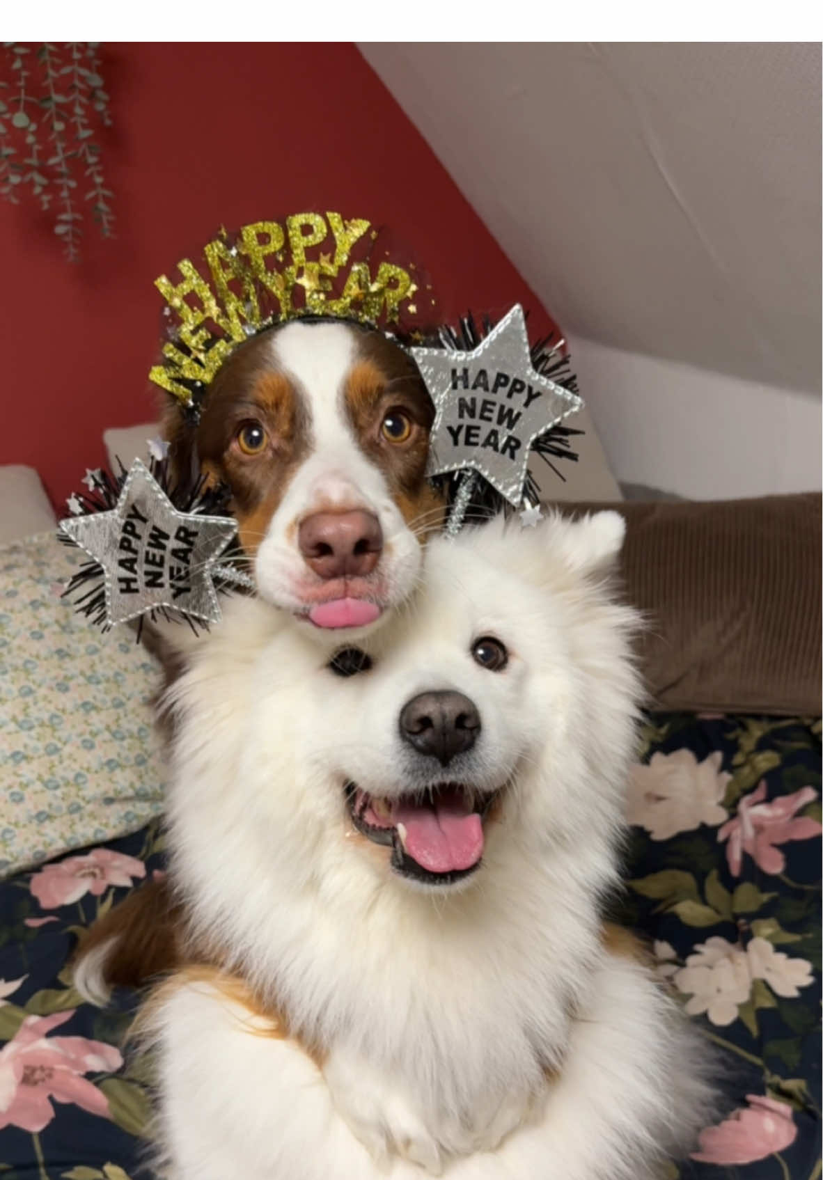 Happy New Year everyone 🎆 #dog #hug #samoyed #cuteanimals #australianshepherd 