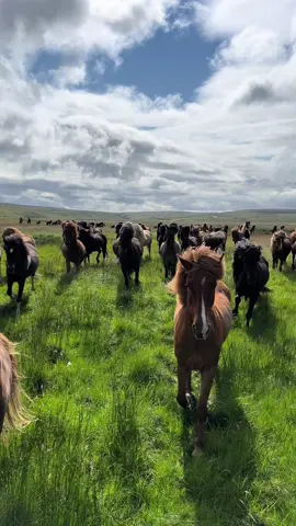 dieses Gefühl ist nicht in Worte zu fassen🥹🧚 #reitreise #reittour #herde #wasserfall #island #islandpferde #hæli #teamhæli #guidetoiceland #exploreiceland #horseback #horsetrips #ridingtouriceland #worldonhorseback #waterfall #horsesoficeland #horsesofinstagram #inspiredbyiceland #wheniniceland #dreamponies #icelandicnature #Summer