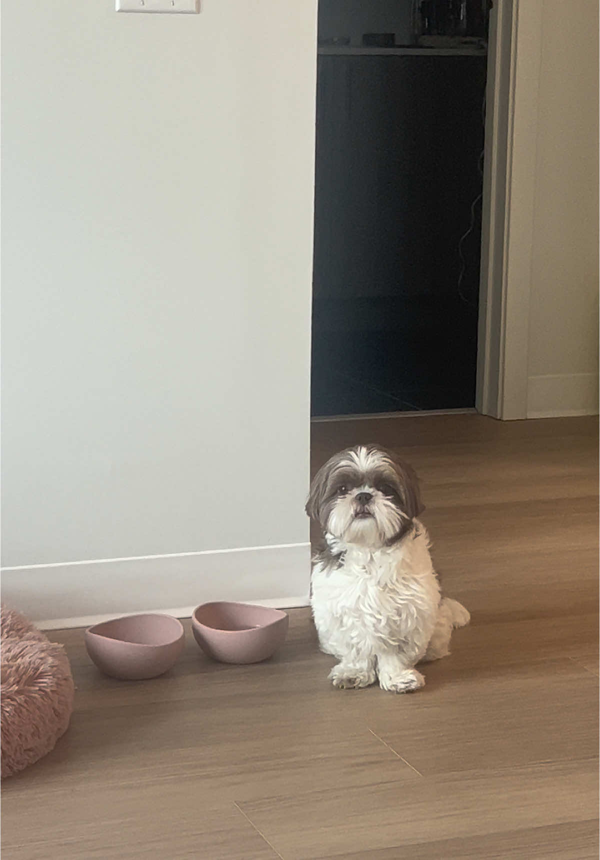 Daily occurrence #shihtzu #dogsoftiktok 