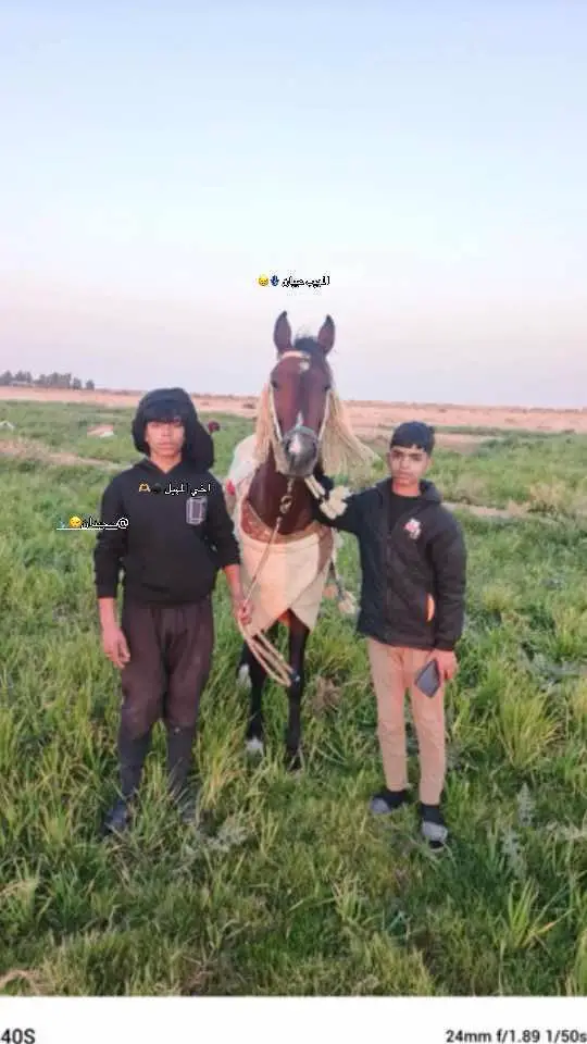 #اللامي_يحبكم  #بني_لام_فخر_العرب✨🐅  #بدره_وجصان # #شعب_الصيني_ماله_حل  @صادق الصدر🦻🔇❌ @حسون 😏✌🏻 @ابو شجاع ال 👑🔥 