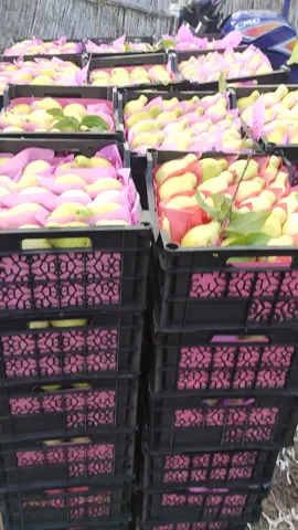 #ال_عزومي🔥🦅  #الجوافه#وفي#ارضنا#والوكاله#وبتعتنا#بشاير#الخير#للإستراد#والتصدير🚘🇸🇦 #تصدير_اروبي22ج#تصدير_ليبيا19ج#سوق_محلي15ج🥑🫒