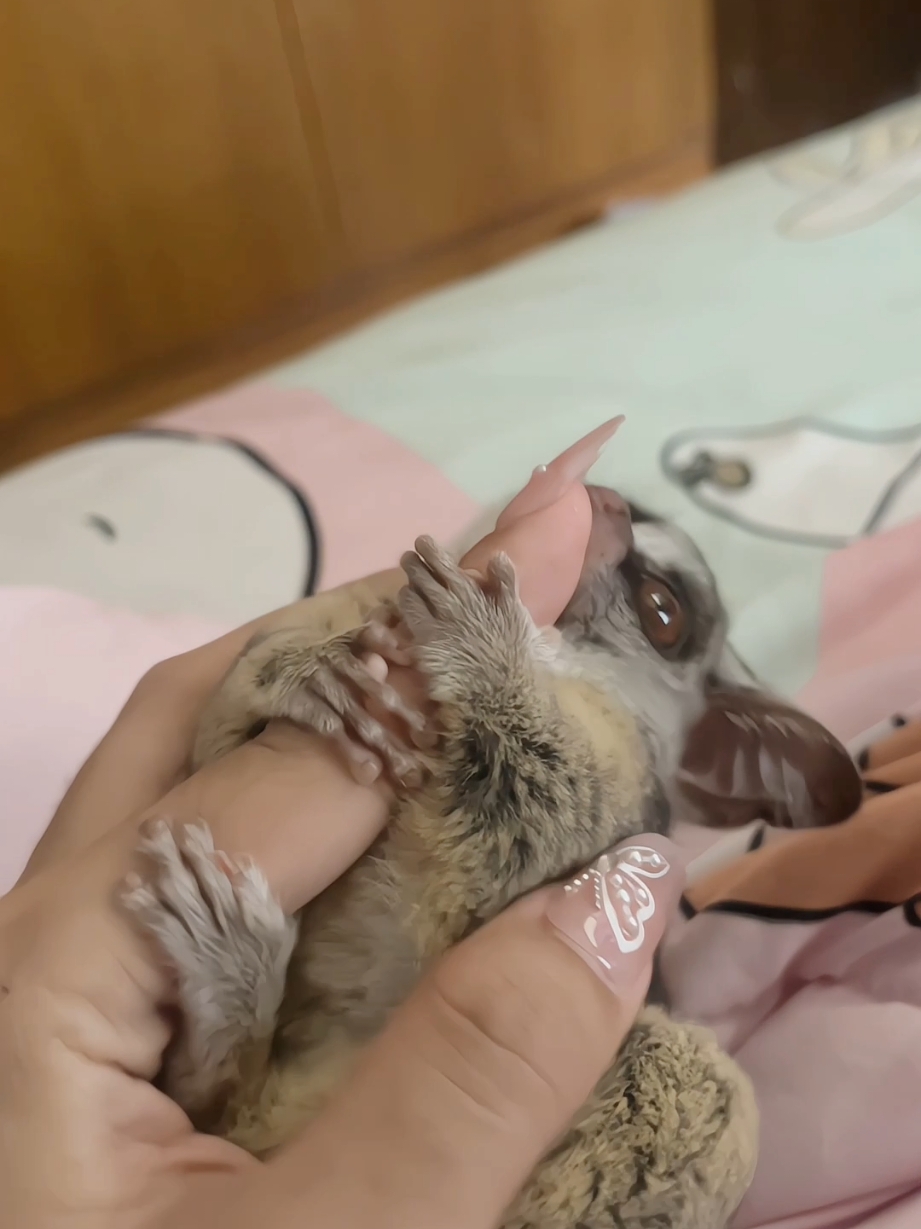 Episode 30 The War Started Today  #cuteanimals🐕♥️🥇💯  #tarsier #sweetwar  #tarsiertrio 