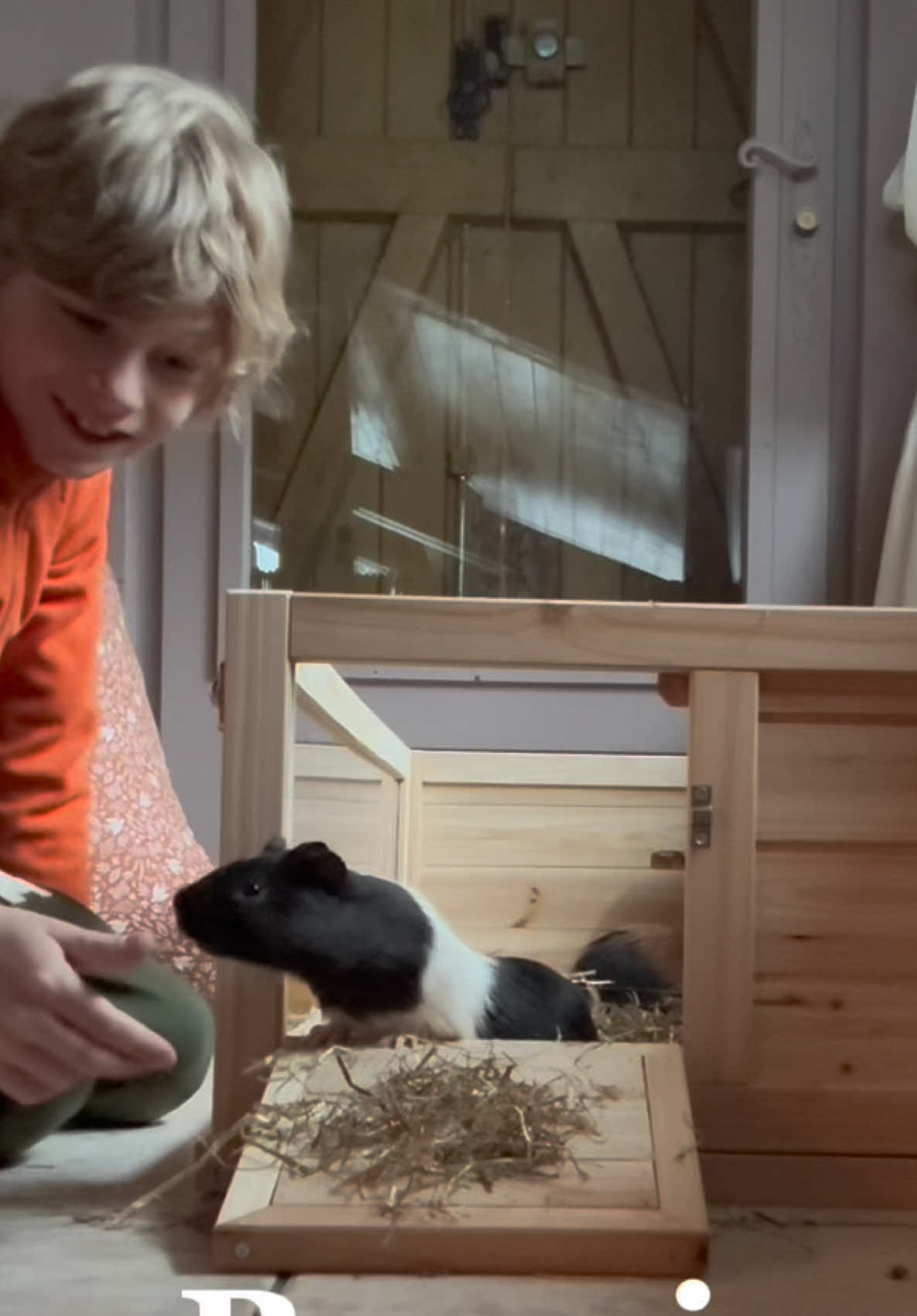 Quelle surprise pour notre premier jour de l’année 🐹🤰🏼! #cochondinde #guineapigs #cobaya #naissance #guineapiglove #famille #Vlog 