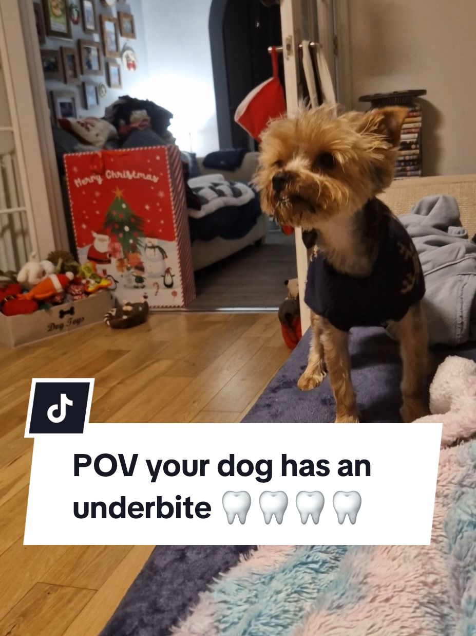 Just LOOK at those teefies 🤣🦷🦷🦷🦷 #yorkshireterrier #yorkiedaily #yorkiesoftiktok #yorkiemummy #yorkiemum #yorkiemommy #yorkiemom #yorkshire_terrier #yorkiesofficial #dogtok 