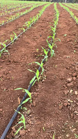 Mô hình trồng Siêu Ngọt với ống nhỏ giọt #farming 